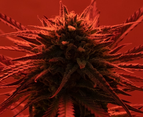 Close-up of a marijuana plant, representing the substance from which the journey to recovery begins.