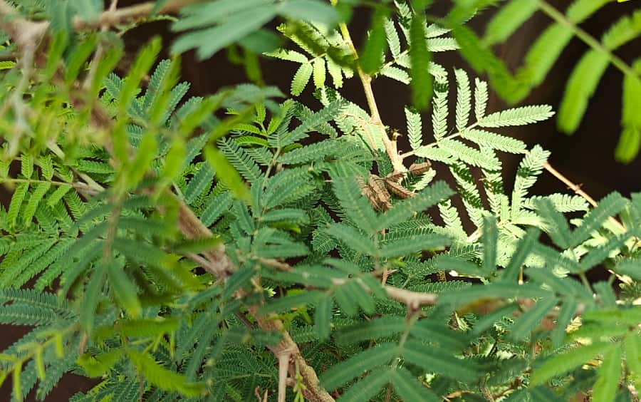 2. Detailed close-up of Jurema leaves, a natural source of the psychoactive compound DMT.