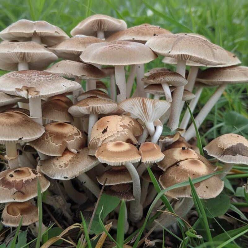 Picture of some shrooms in a grassland to illustrate the article titled, What are Shrooms.