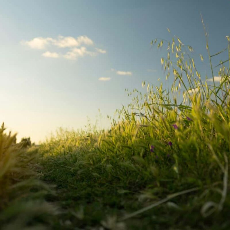 Image of farm field with sun shining through to show hope for people looking for rehab in rural areas.